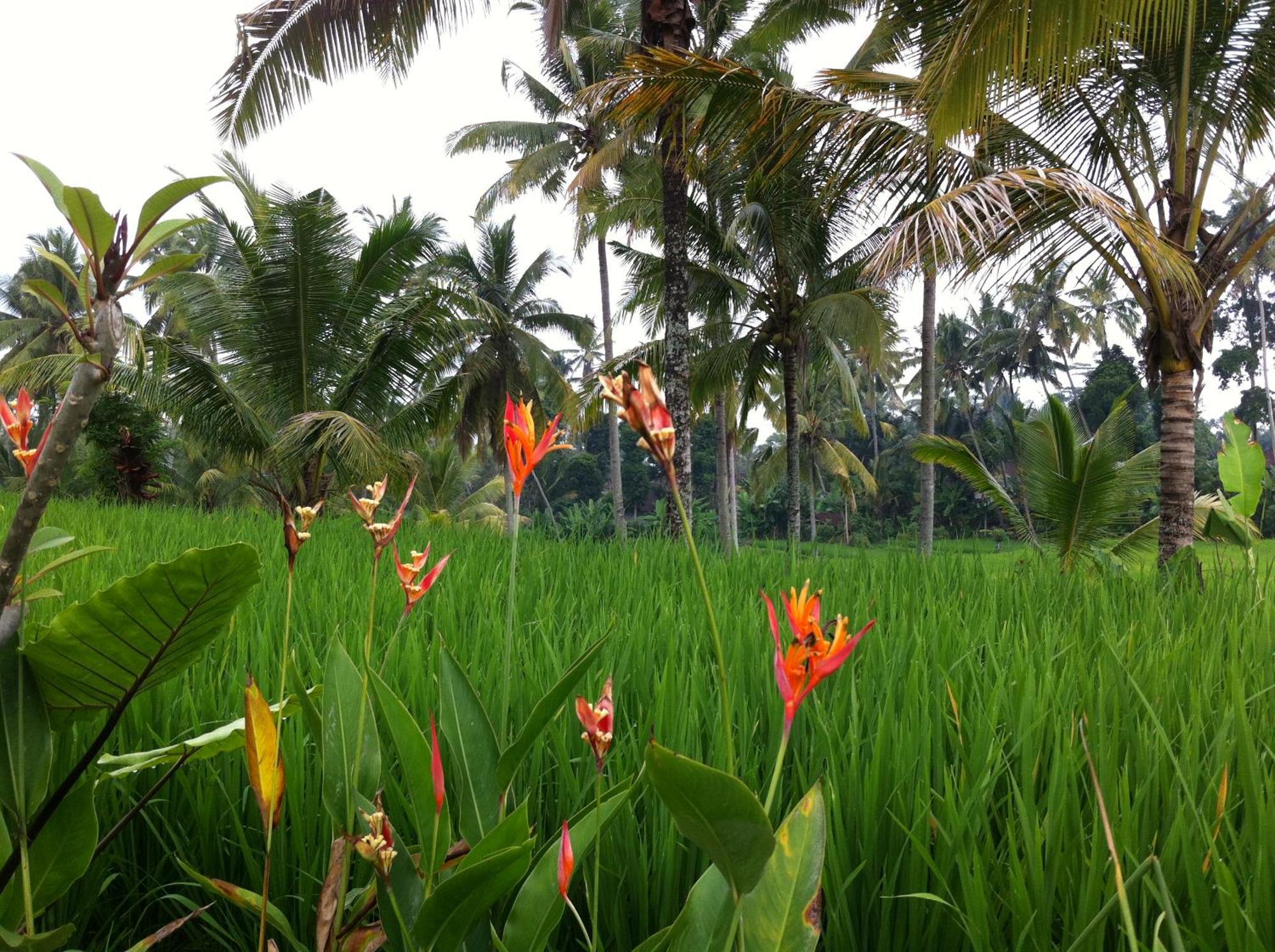 Neyang Ubud (Bali)