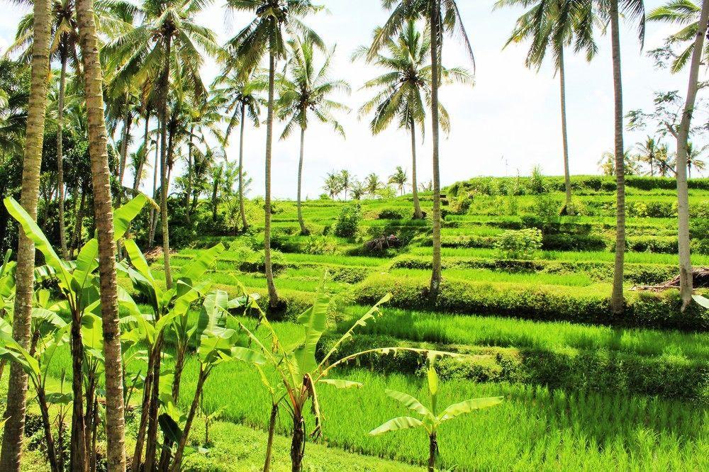 Junjungan And Guest house Ubud (Bali)