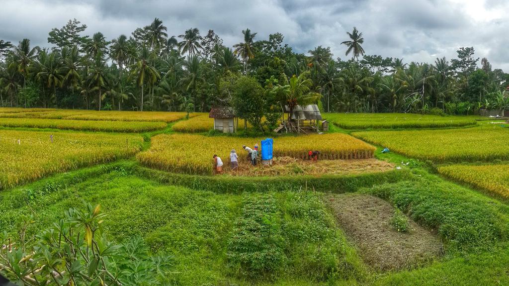 Wayan Garden 2* Ubud (Bali)