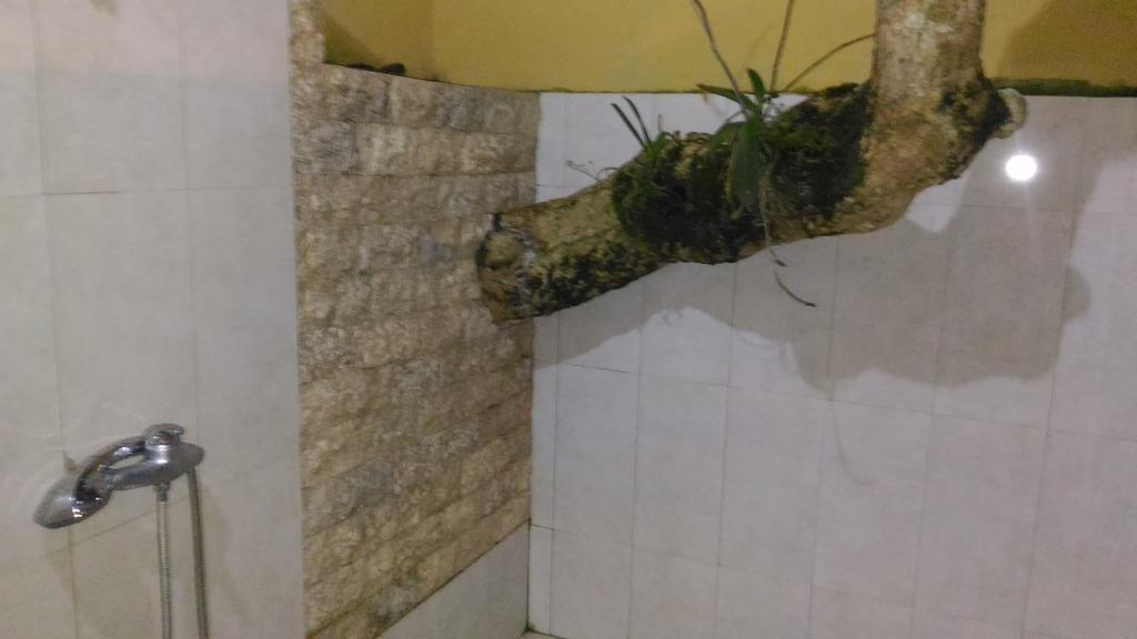 Punia's Jungle