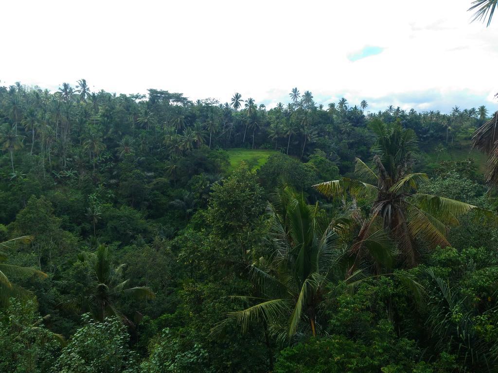 Punia's Jungle *