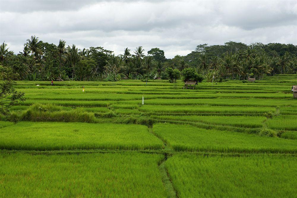 The Village & Ubud