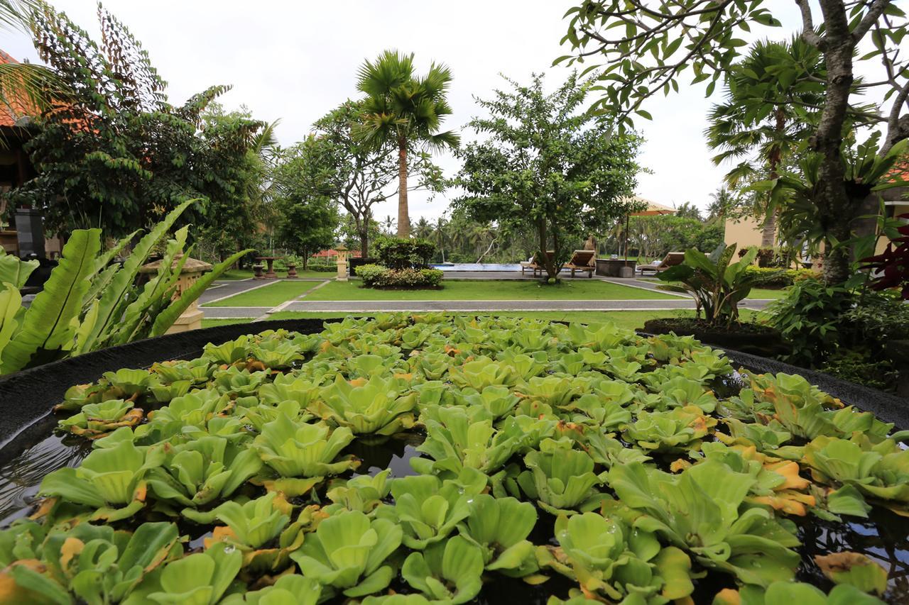 Guest house Luna Llena Ubud (Bali)