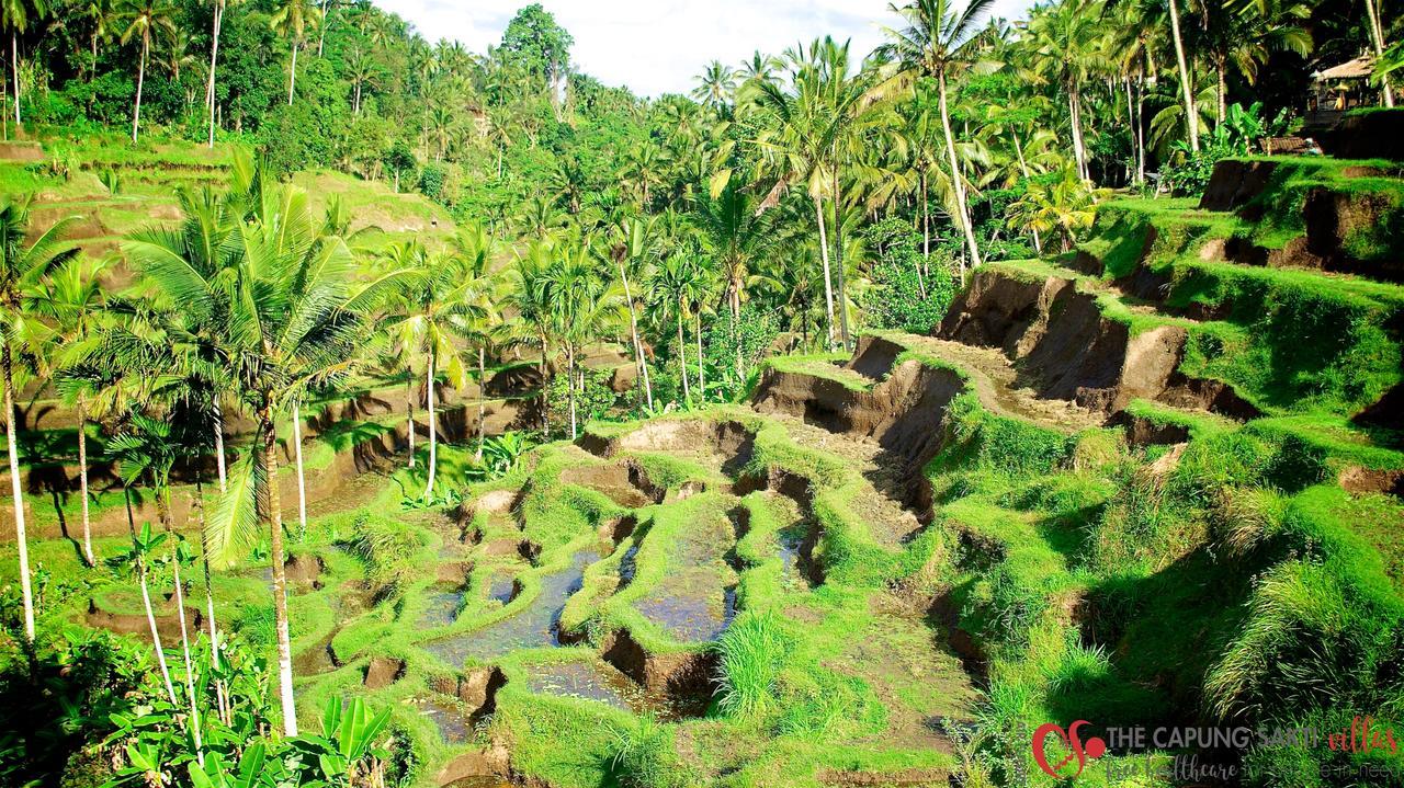 Capung Sakti