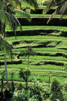 Puri Tupai Hotel Ubud (Bali)