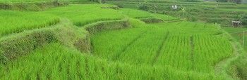 Royal Jepun Ubud (Bali)