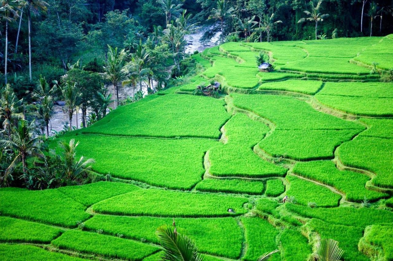 Melati * Ubud (Bali)