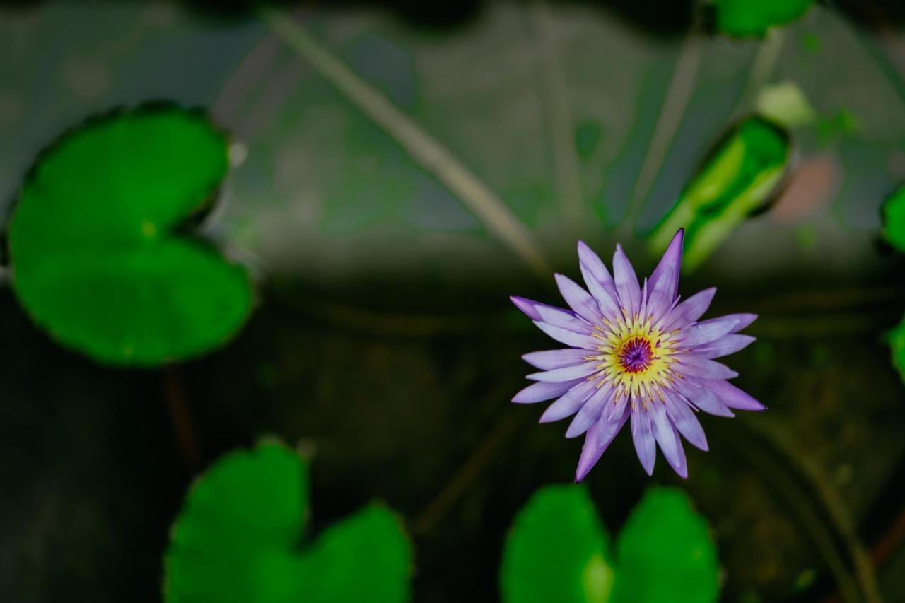 Inn Jungle Lotus