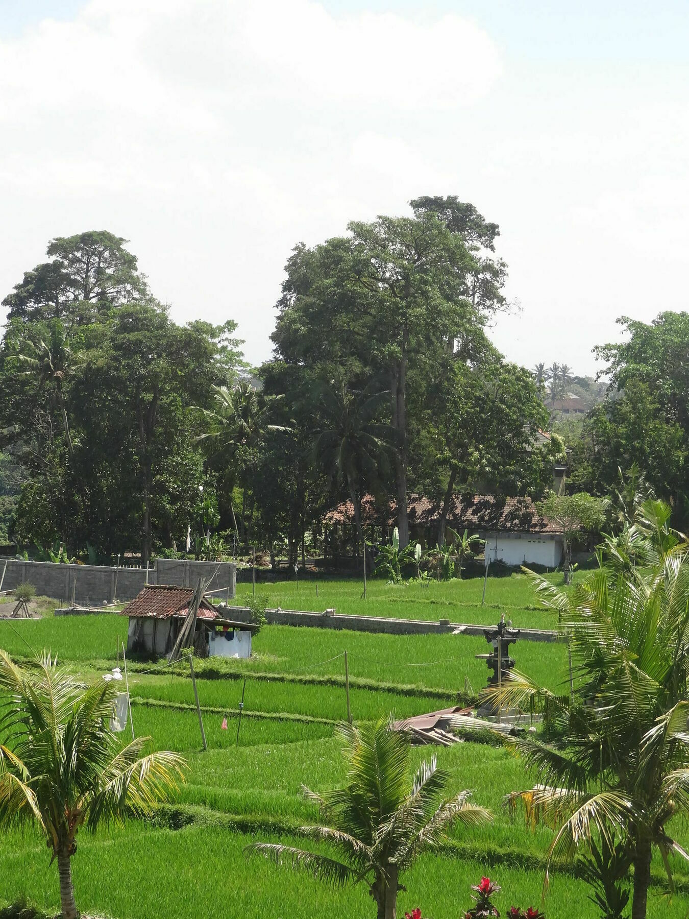 Hibiscus * Ubud