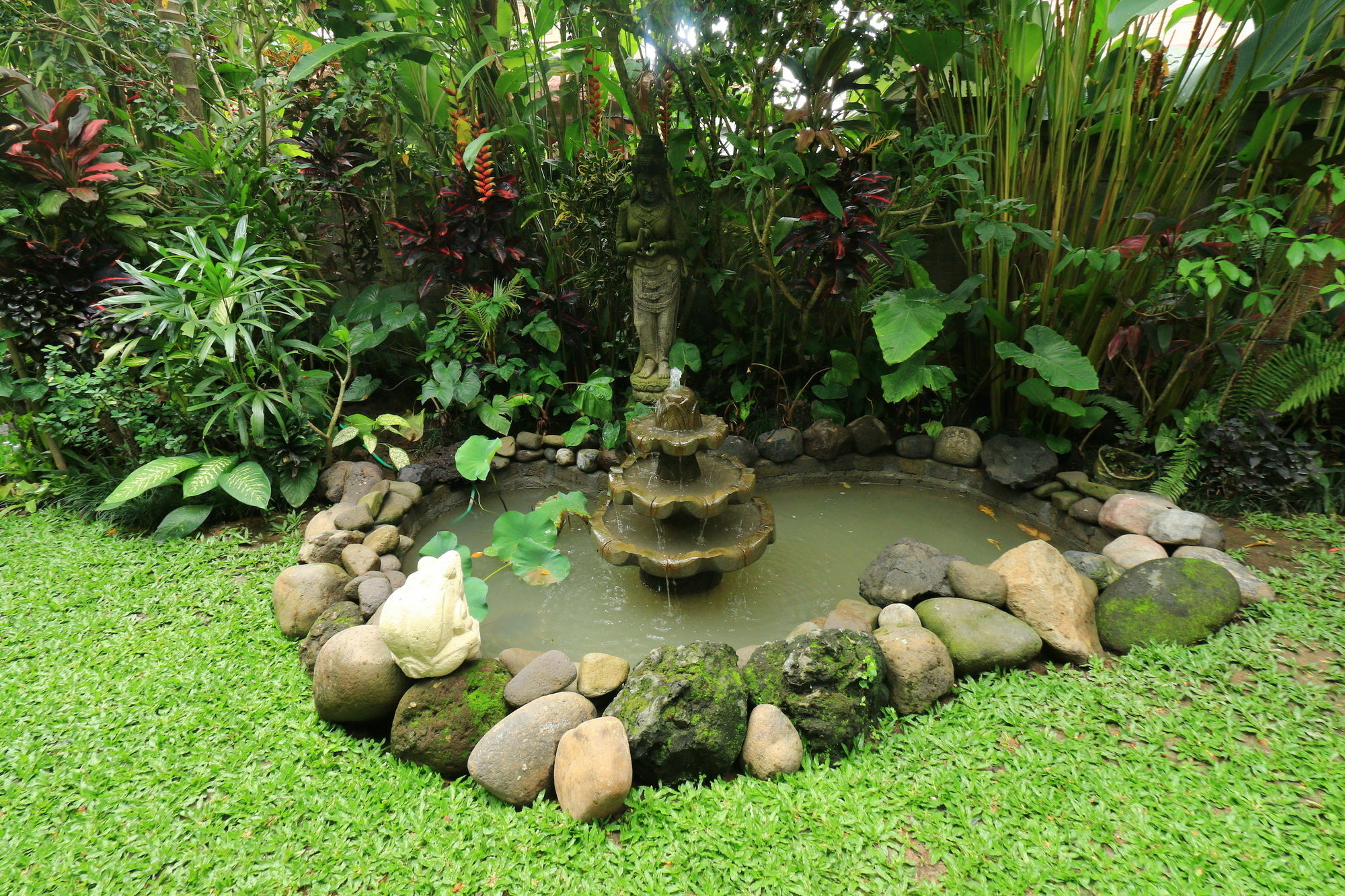 Frangipani