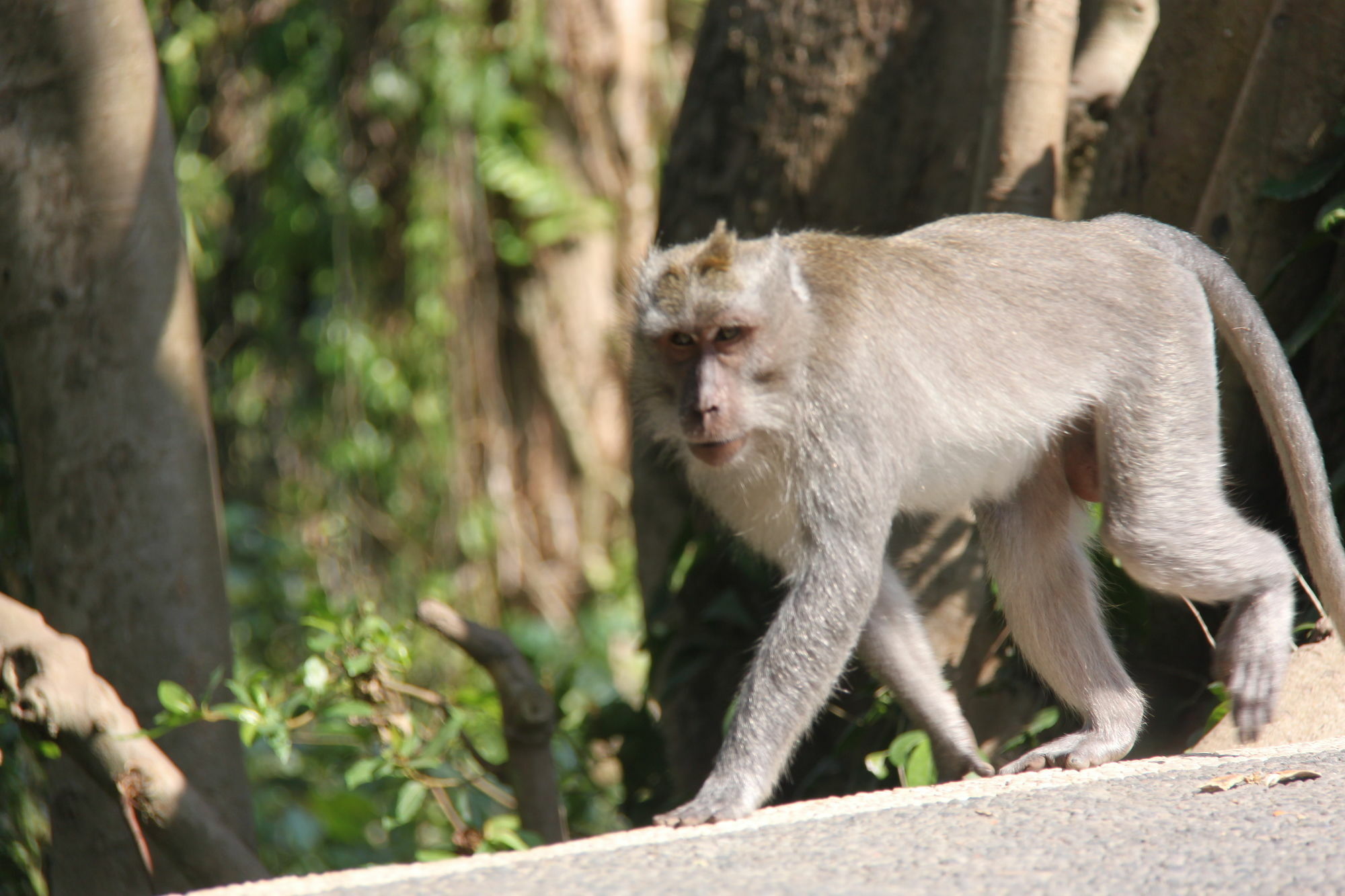 Taman liburan Umaya 3*