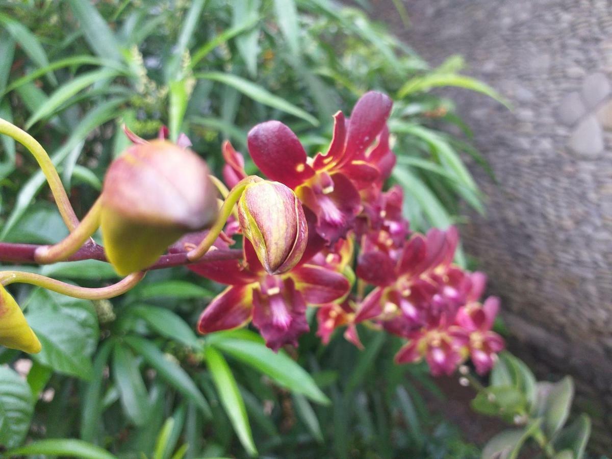 Puri Asri 2 Bungalow 3* Ubud (Bali)