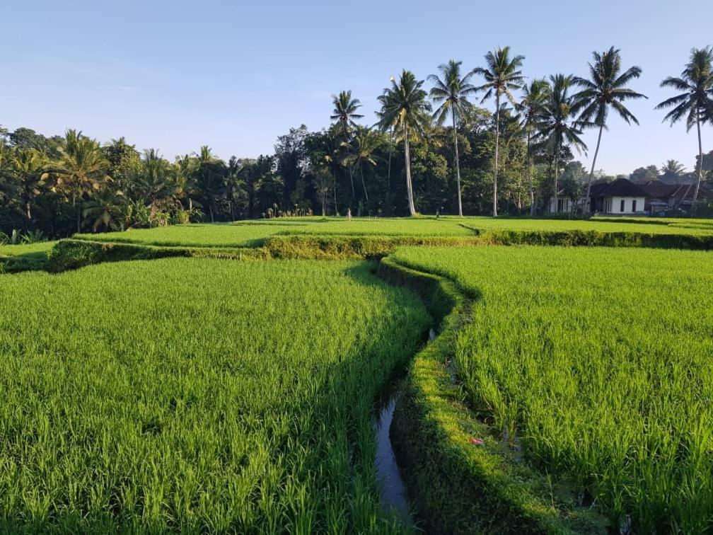 Puri Raya * Ubud (Bali)