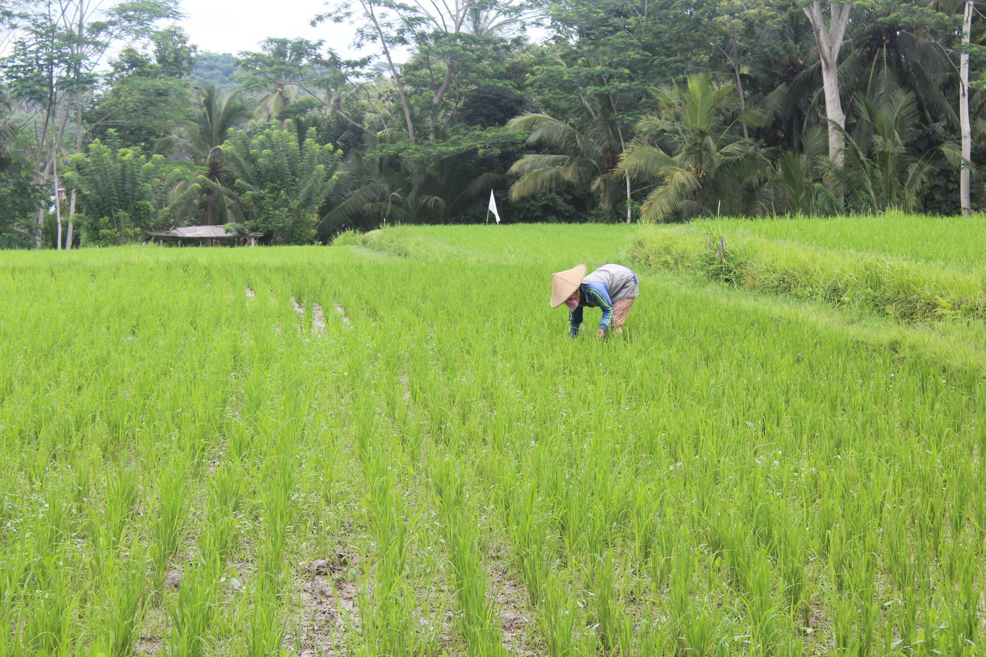 Resort Dedary & By Ini Vie Hospitality Ubud (Bali)