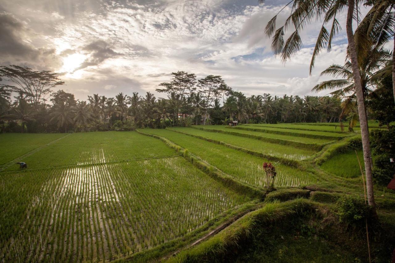 Junjungan And Ubud (Bali)