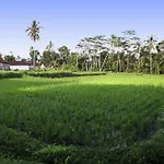 Bali Sunshine Ubud