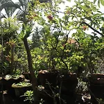Raditia Homestay