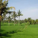 Green Field Hotel And Bungalow