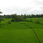 Green Field Hotel And Bungalow