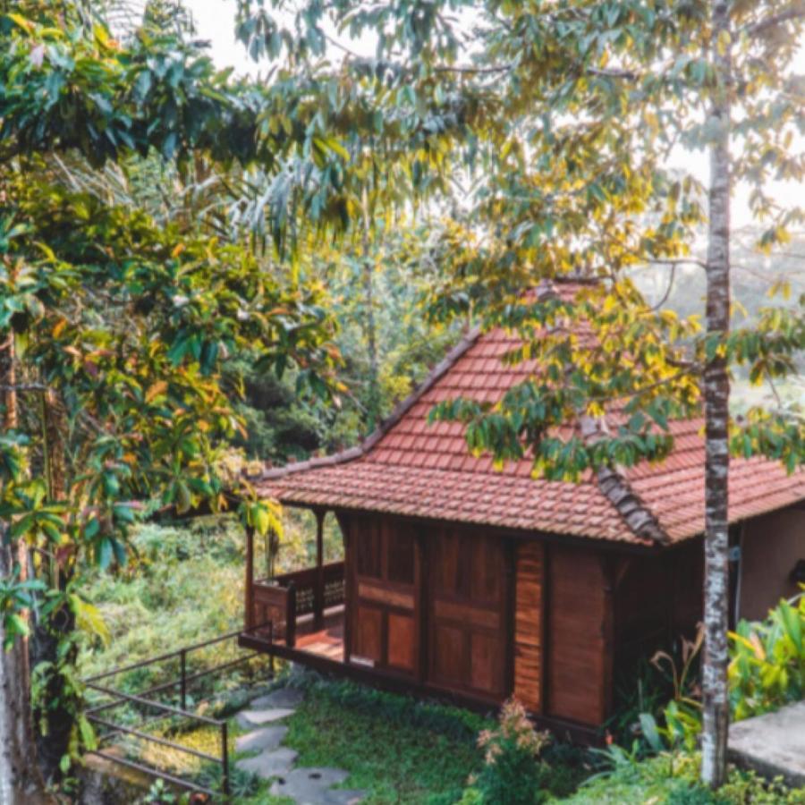 The Jungle Villa