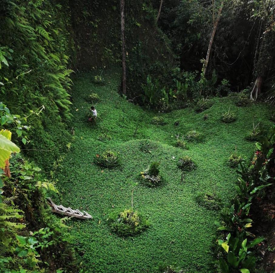 Villa The Jungle Ubud (Bali)