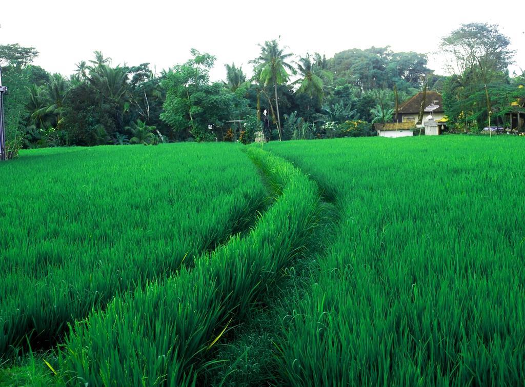 Guest house Adi Santia Ubud (Bali)