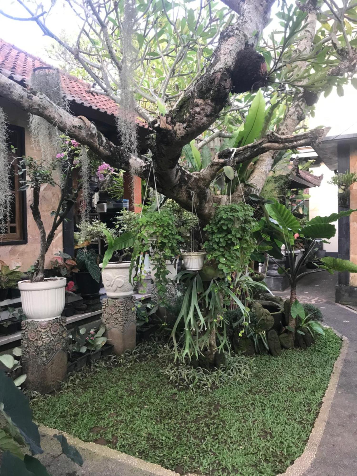 Gus Arditya Ubud (Bali)