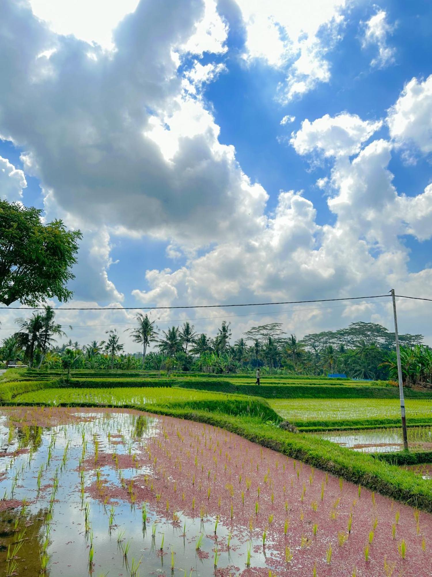 Paddy House Villa *