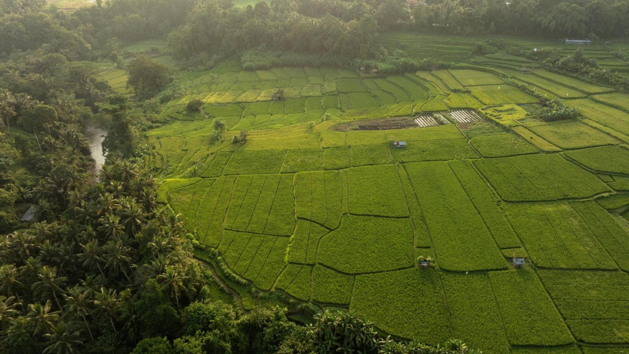 Bambu Indah 5*