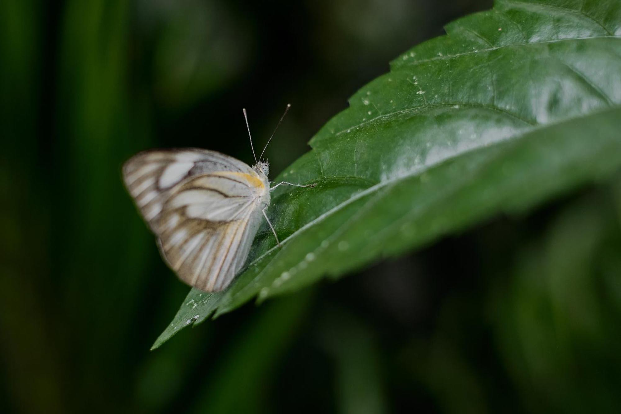 Uddhara Ubud
