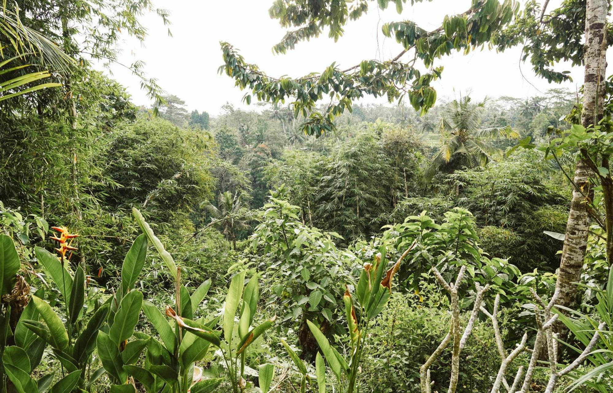 Guest house Teba One Ubud (Bali)