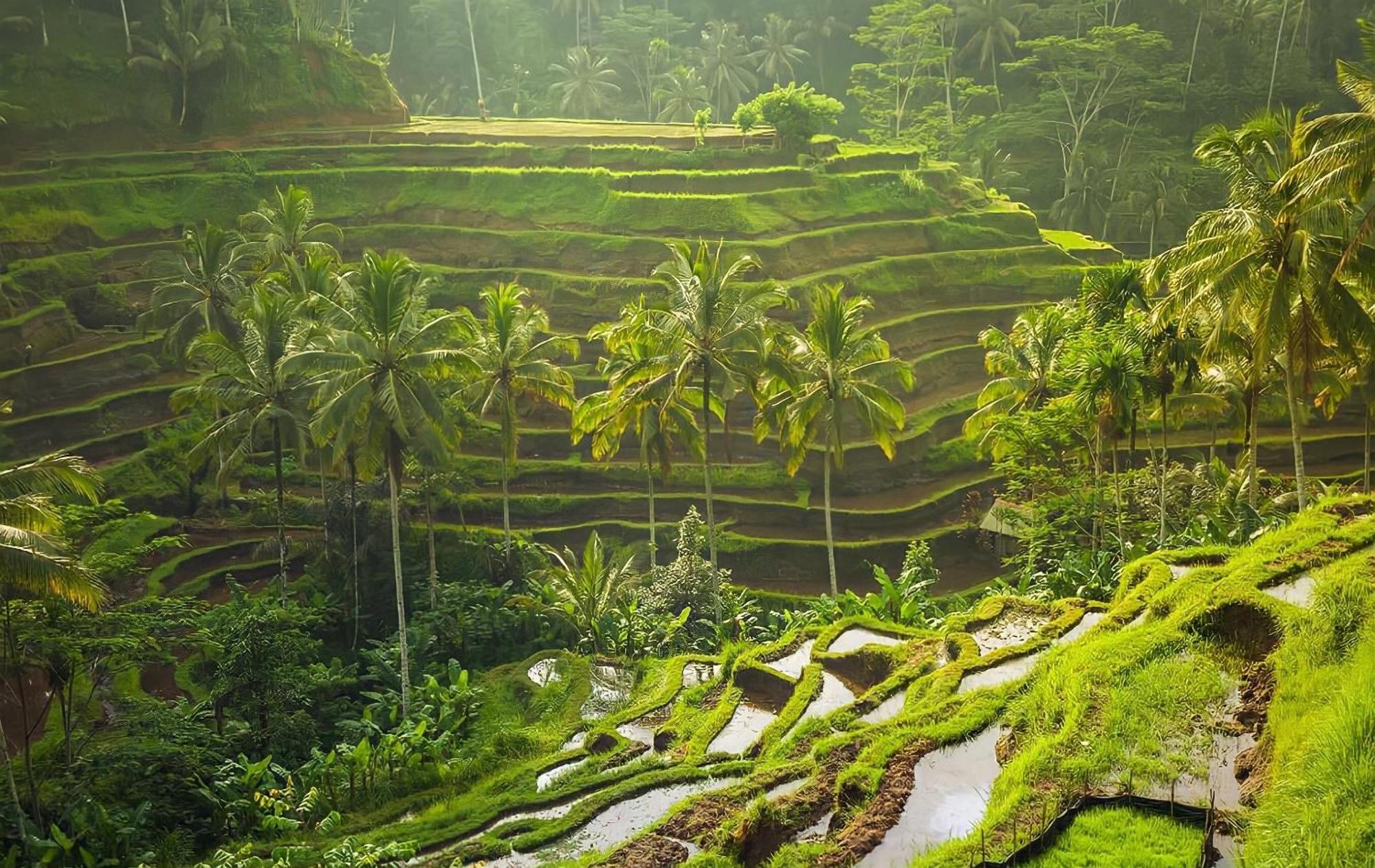 Royal Jj & Ubud