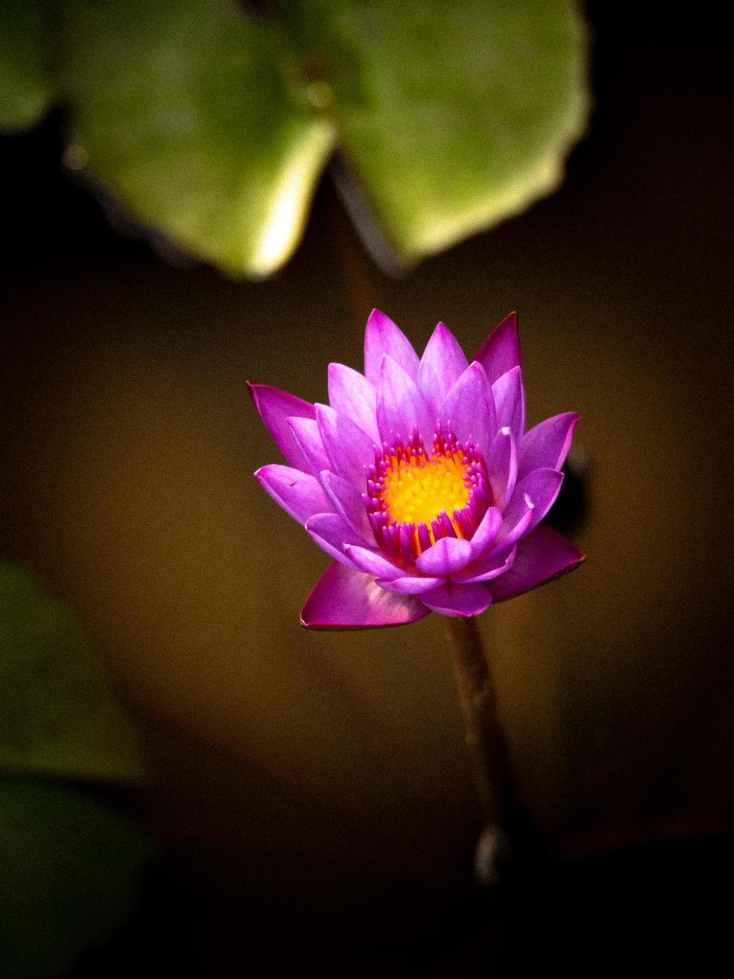 Tattva Retreat & Wellness Hotel