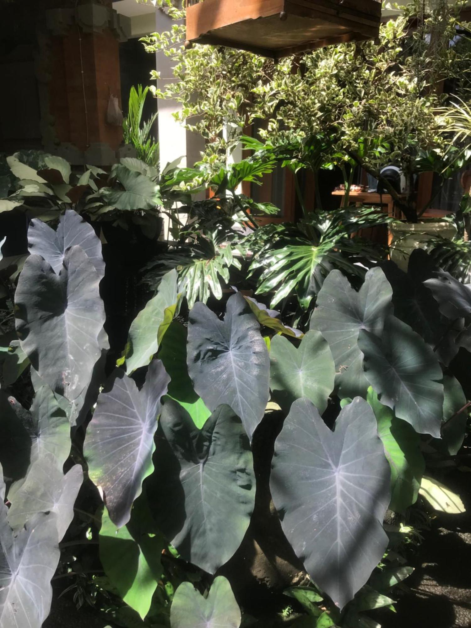 Gus Arditya Homestay Ubud (Bali)