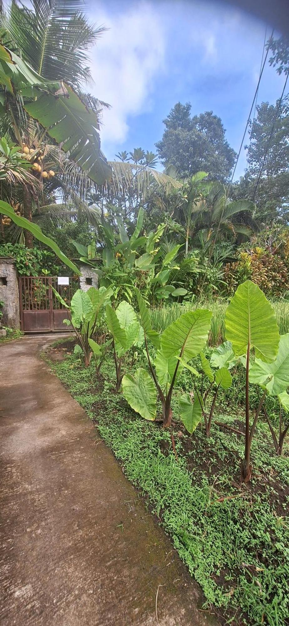 Jungle Hideaway - Newly Renovated Formerly Griya Bunga 2 - Unit 3 Villa