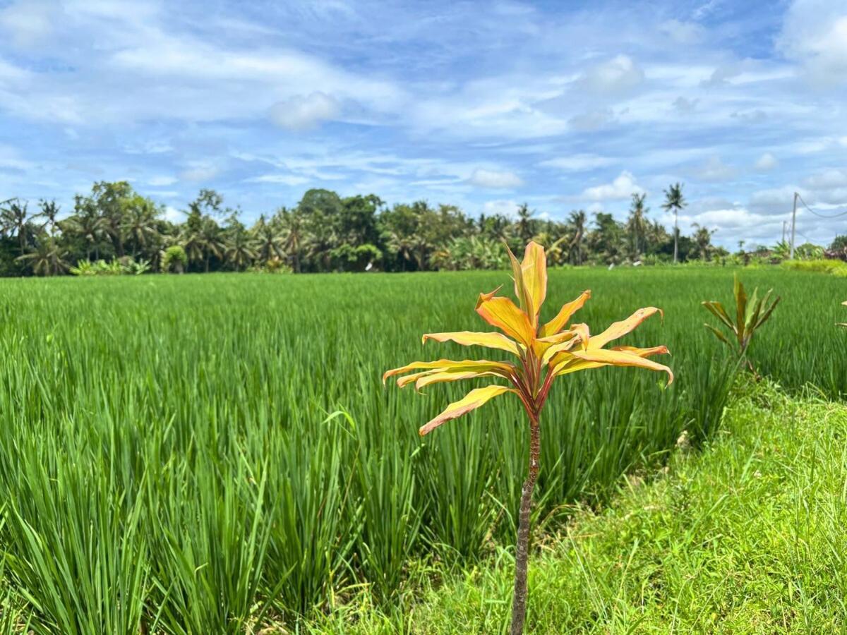 Hanoman - Serene 2br Rice Fields Hideaway *