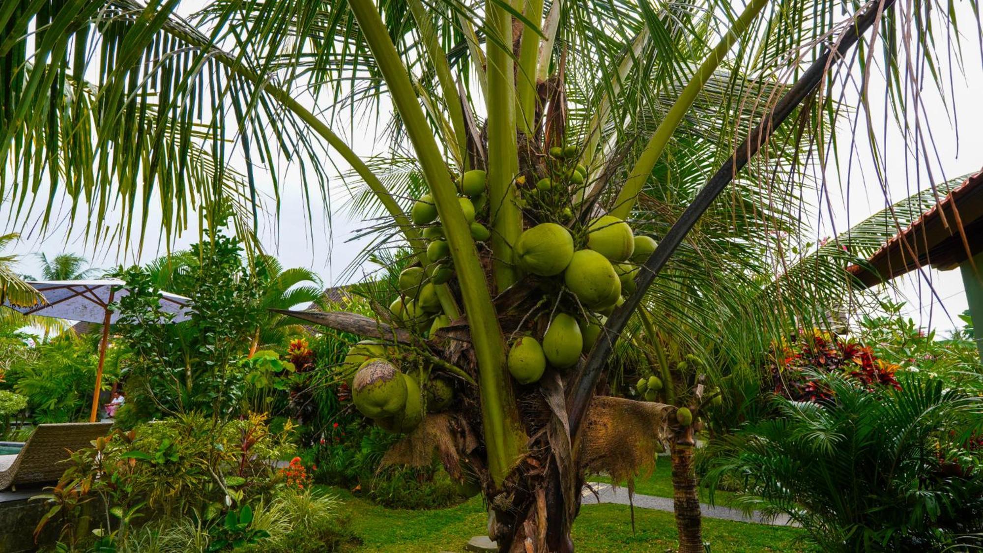 Guest house Coconut Ubud (Bali)