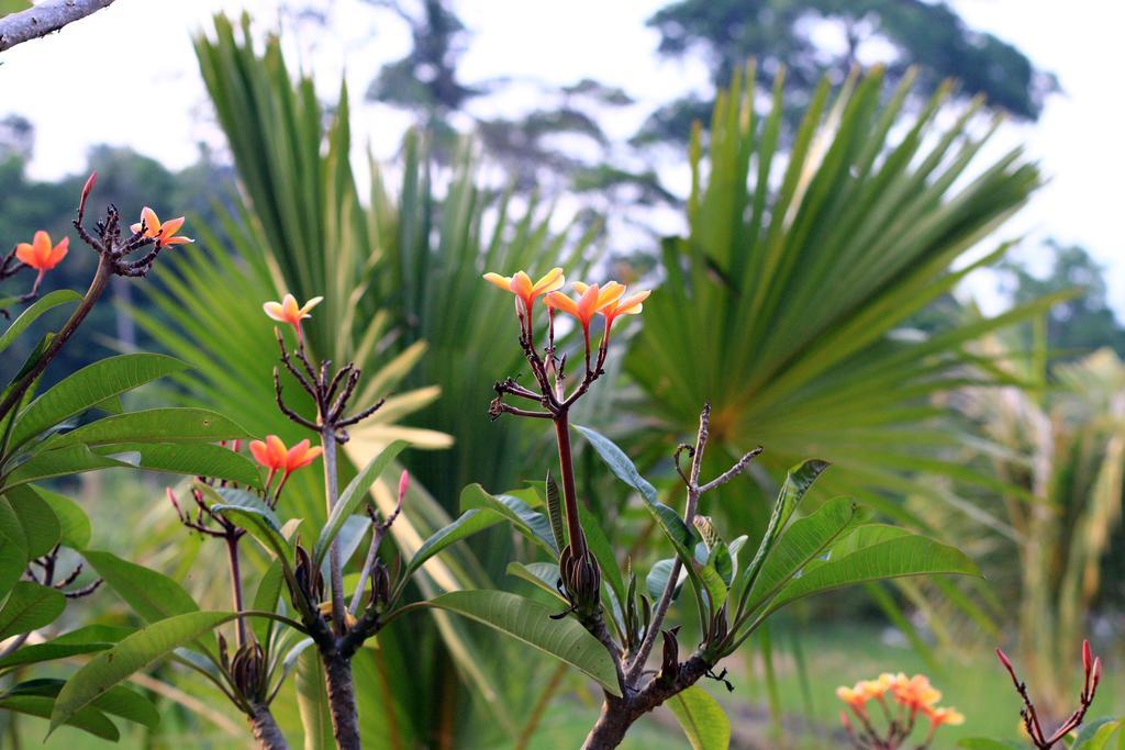Arnawa Guest house