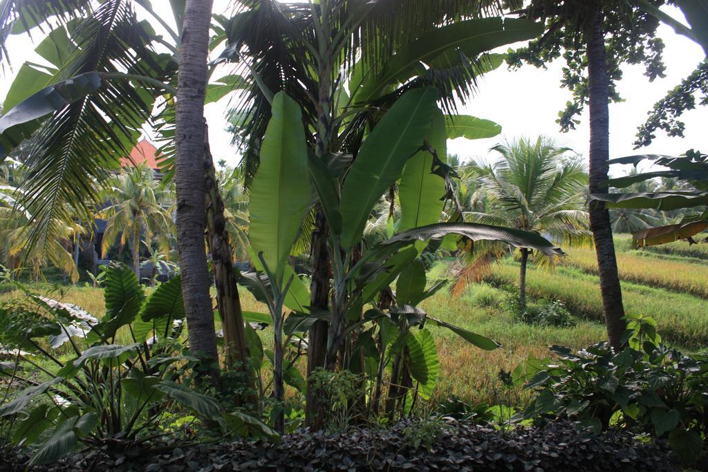 Guest house Wonder-land