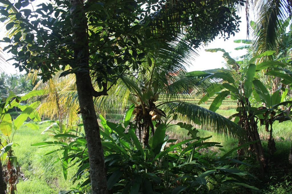 Guest house Wonder-land
