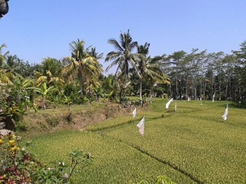 Arjana 2 Ubud (Bali)