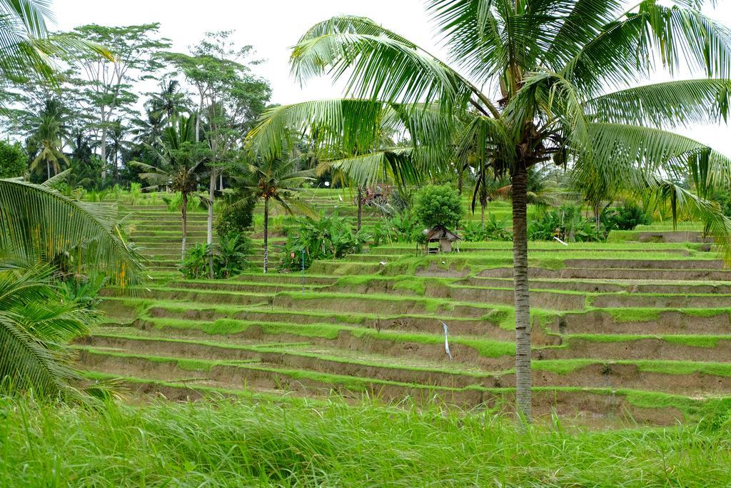 Green House 2*
