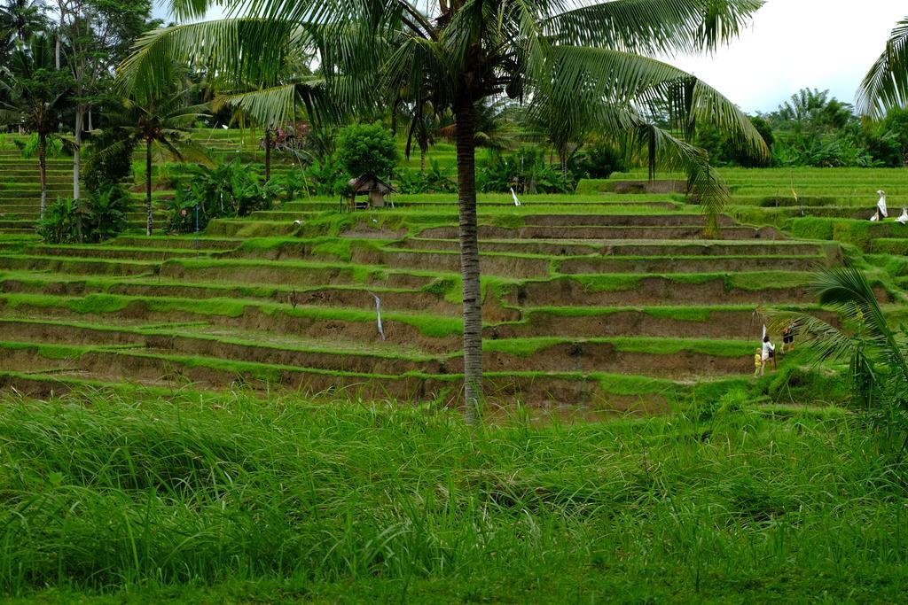 Green House Guest house 2*