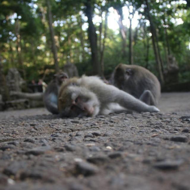 Vinaya Frühstückspension Ubud