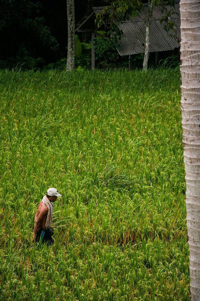 Motama Ubud
