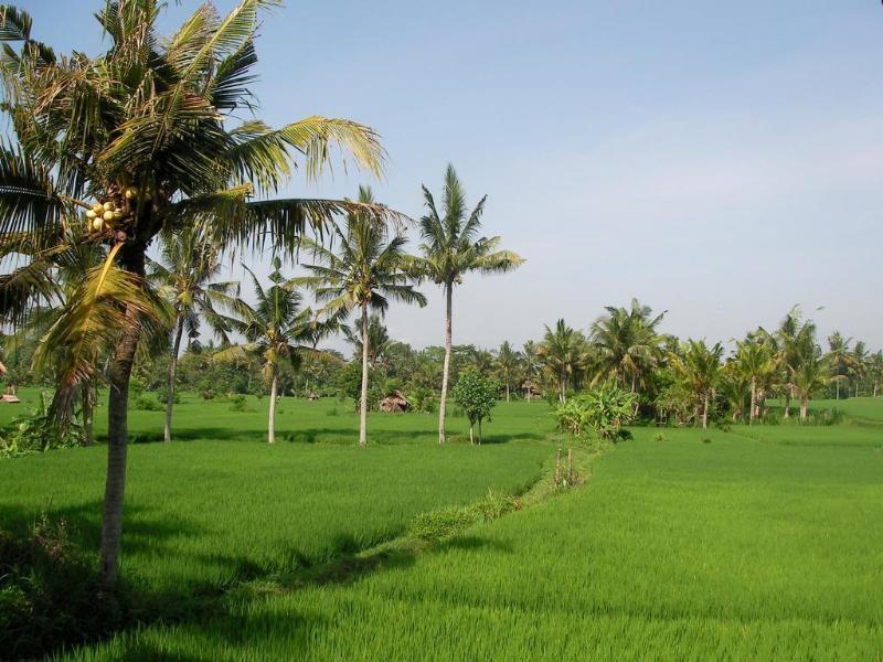 Hotel Field And Ubud (Bali)