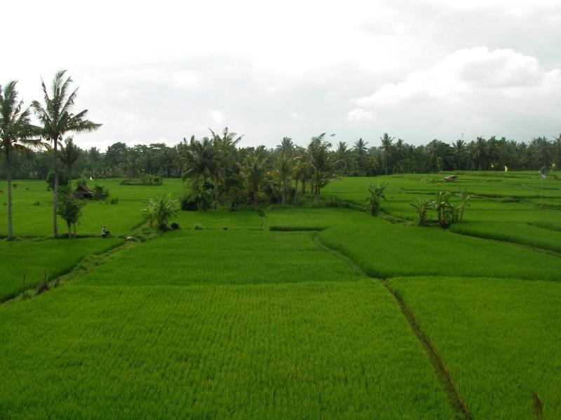 Field And 3* Ubud (Bali)