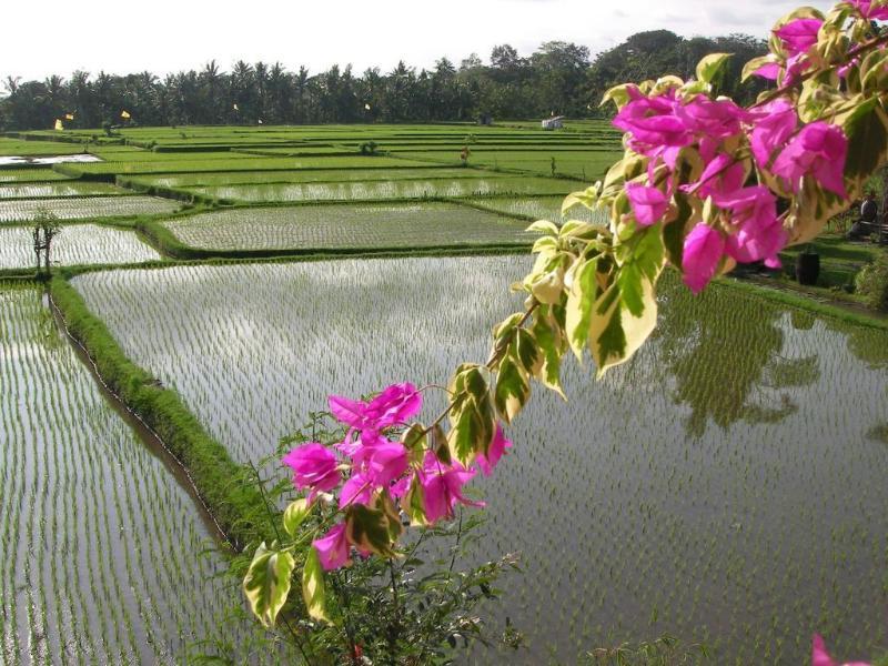 Field And 3* Ubud (Bali)
