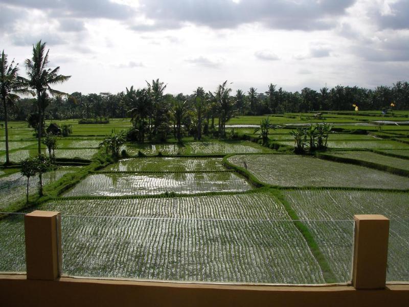 Field And 3* Ubud (Bali)