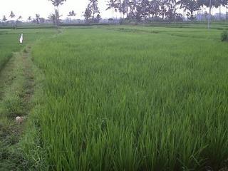 Albergue Uma Kutuh